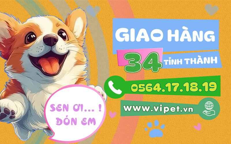 viPET - Shop bán chó Corgi thuần chủng uy tín, bảo hành 365 ngày