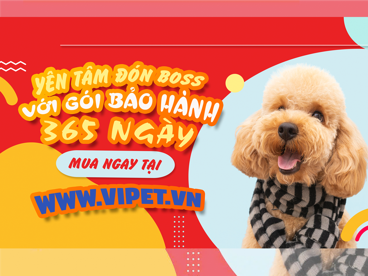 Top 5 cửa hàng bán chó cảnh uy tín nhất tại TP.HCM